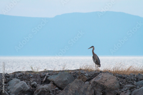 Great blue heron by the river on rocks
