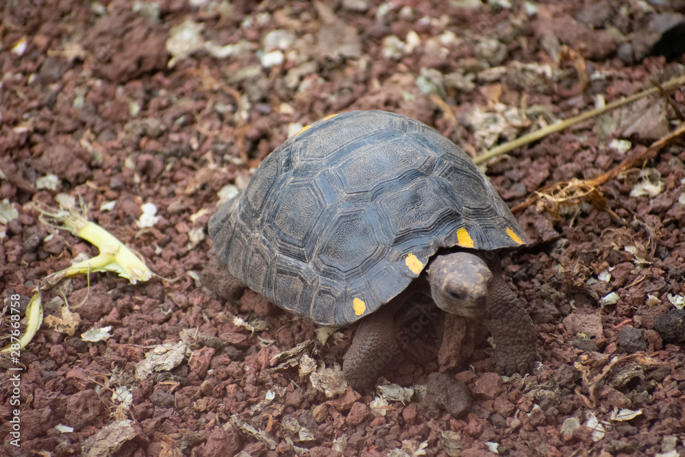 Charles Darwin Research Station Tortoises Charles Darwin Research Station Tortoises
