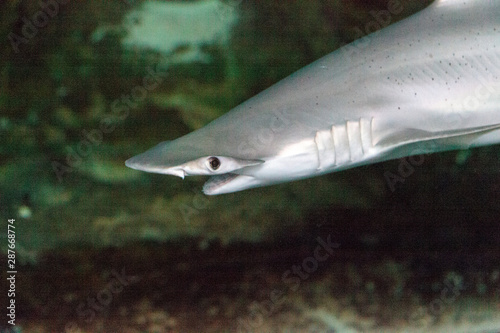 Scalloped hammerhead shark Sphyrna lewini swims across a coral reef photo