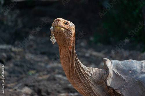 Charles Darwin Research Station Tortoises