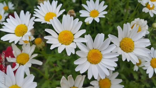 Close up of a lovely fresh white flower with green leaves background