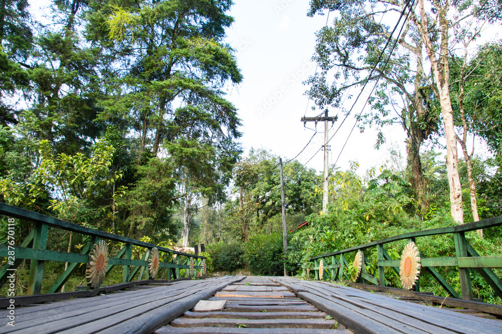 a small bridge in the middle of the vegetation