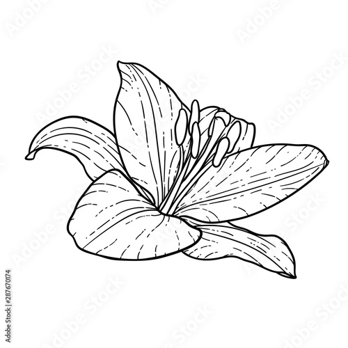 beautiful monochrome black and white bouquet lily isolated on background. Hand-drawn. design greeting card and invitation of the wedding  birthday  Valentine s Day  mother s day and other holiday