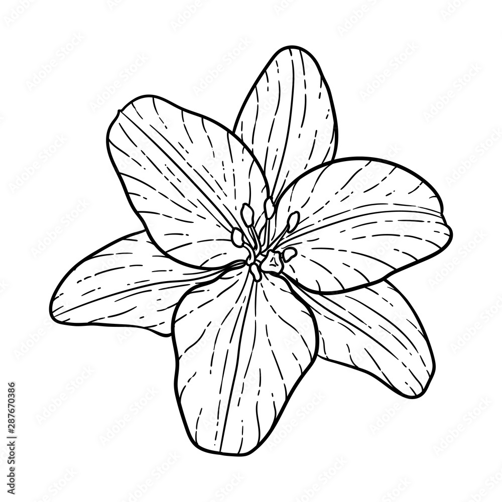 Fototapeta premium beautiful monochrome black and white bouquet lily isolated on background. Hand-drawn. design greeting card and invitation of the wedding, birthday, Valentine s Day, mother s day and other holiday