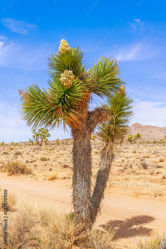 Flowering Joshua tree on Queen Valley road.Joshua Tree National Park.California.USA Flowering Joshua tree on Queen Valley road.Joshua Tree National Park.California.USA