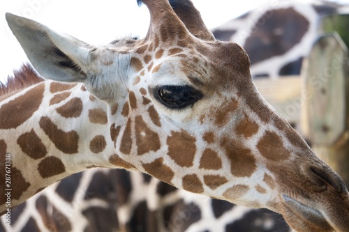 Canvas Print Giraffe Head