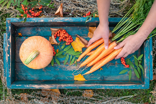 Orange vegetables, carrot in hand, pumpkin in wooden box