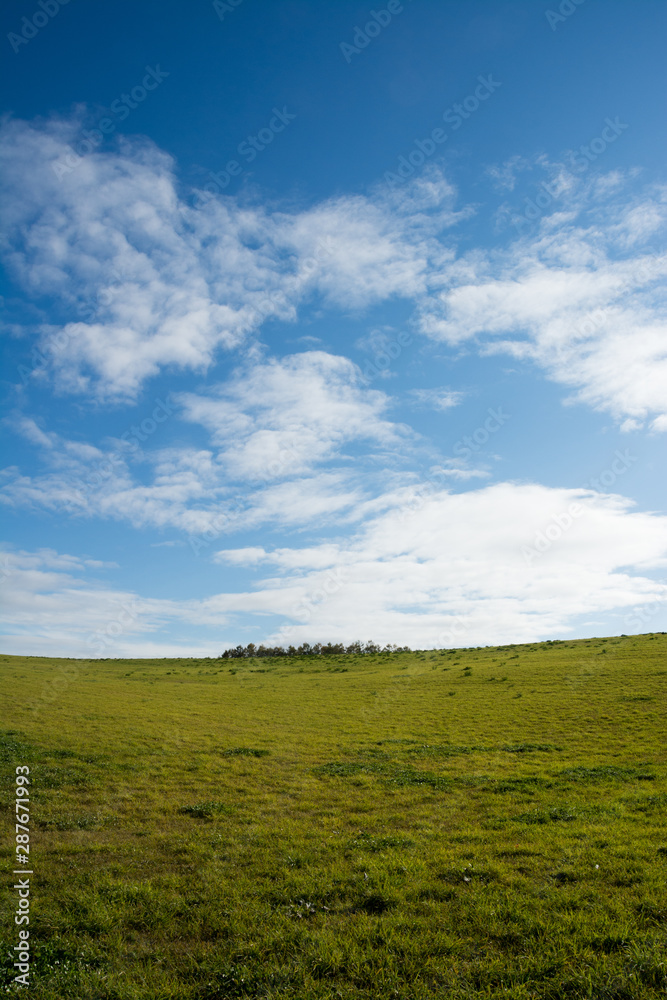 Fototapeta premium 緑の草原と青空