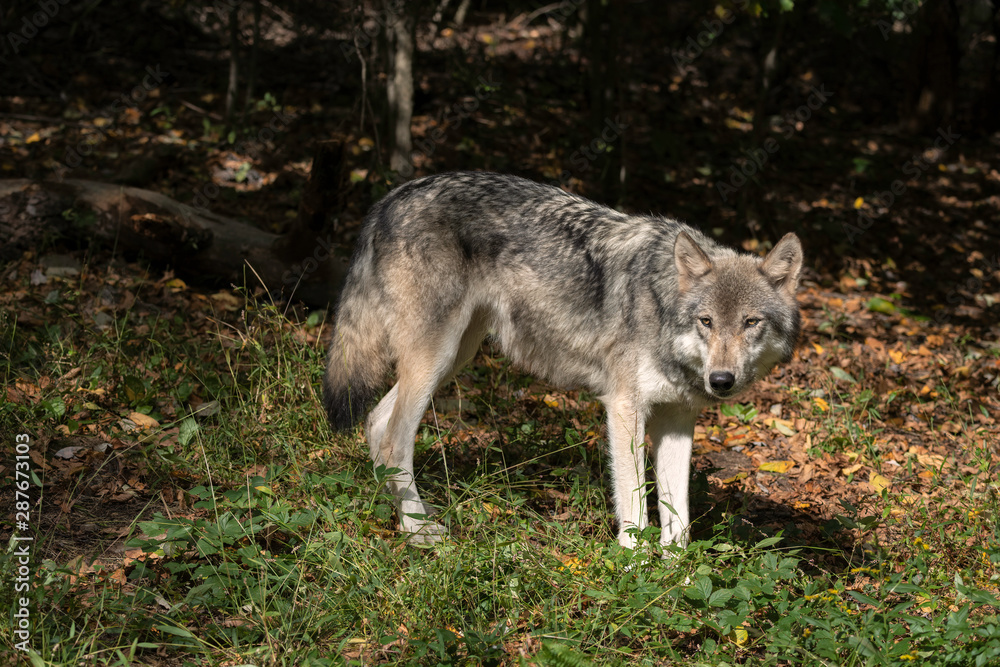 Gray wolf standing in a clearing with Fall leaves on the ground.