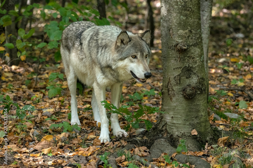 Gray wolf standing next to a tree in a wooded area with fall leaves on the ground.