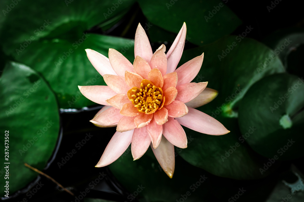 lotus flower or water lily flowering in a pond lotus flower or water lily flowering in a pond