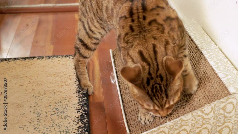 Bengal cat using scratching board. Cat walks up to a scratching board and starts scratching it Bengal cat using scratching board. Cat walks up to a scratching board and starts scratching it