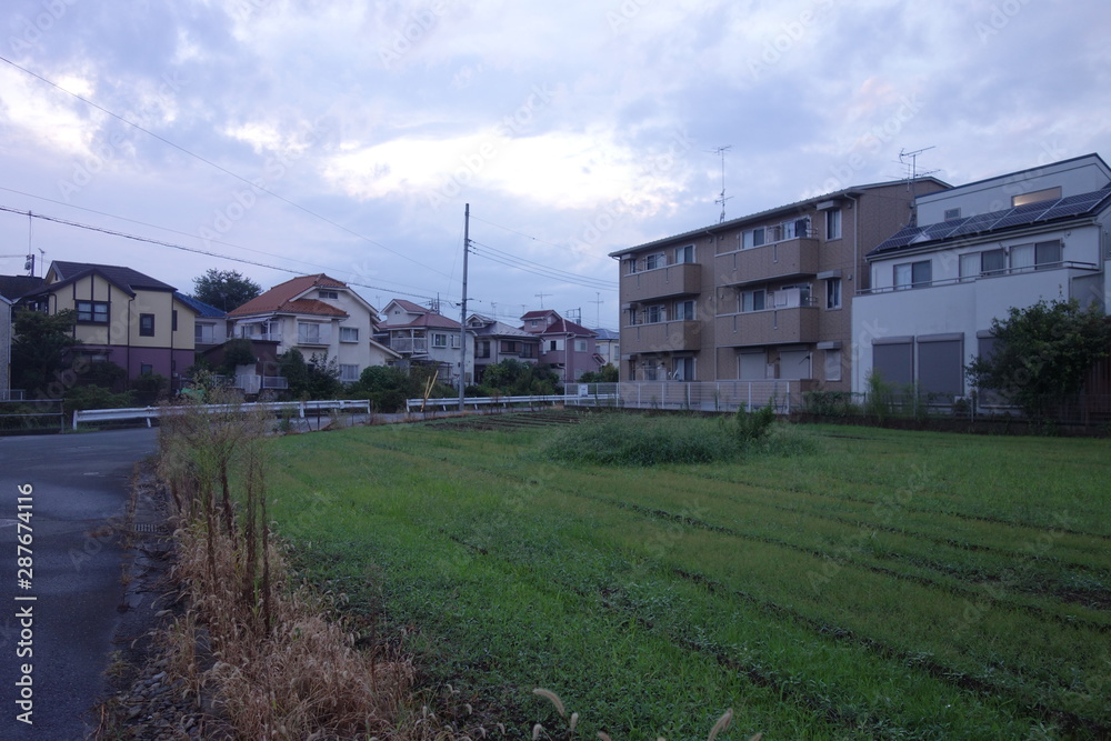 夕方の日本の水田