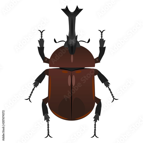 カブトムシ
