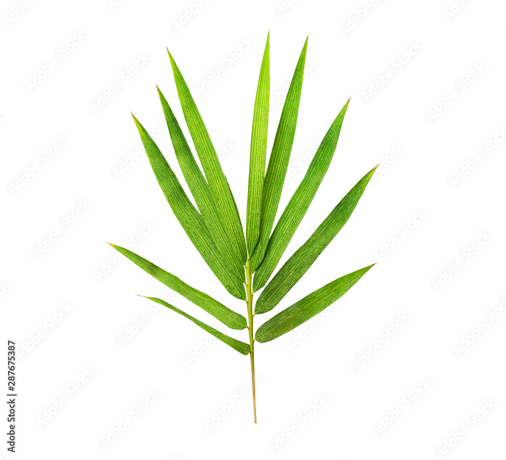 Fototapeta premium Green bamboo leaf isolated on white background with clipping path..