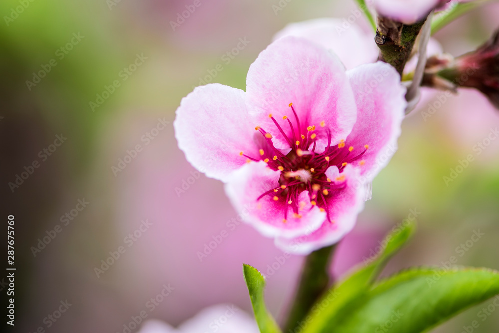 Close-up of Peach Blossoms Blooming on Peach Trees Close-up of Peach Blossoms Blooming on Peach Trees