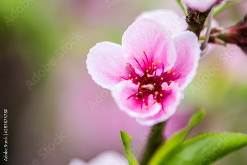 Close-up of Peach Blossoms Blooming on Peach Trees