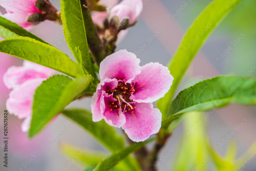 Close-up of Peach Blossoms Blooming on Peach Trees Close-up of Peach Blossoms Blooming on Peach Trees
