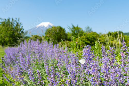蝶々と花と富士山