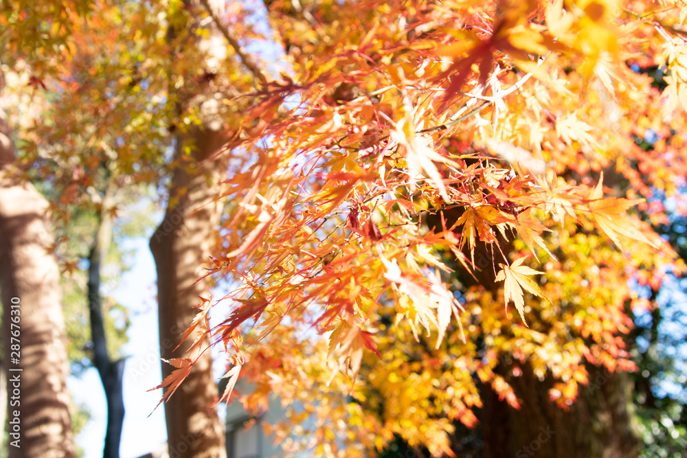 紅葉した木々 紅葉した木々
