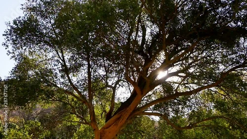 Pan from Sun Shining through Tree to Waterfall flowing off Rocky Mountain into River at Walter Sisulu National Botanical Garden, Johannesburg, South Africa photo