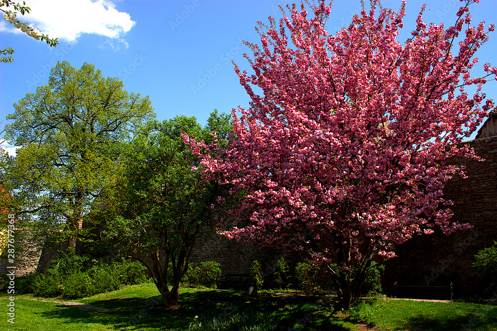 Blühender Mandelbaum im Frühjahr