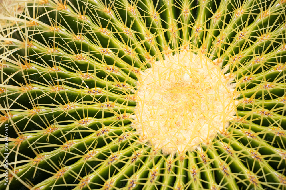 Fototapeta premium Succulents and cactus in pots on marble floors