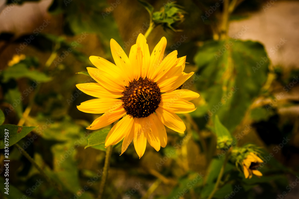 Fototapeta premium sunflower