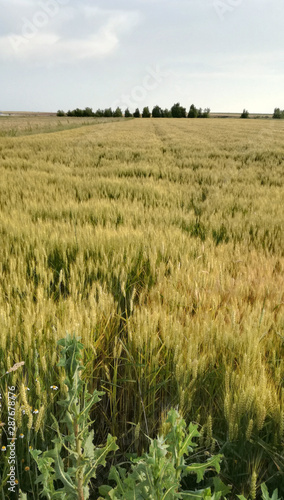 Contrast of natural colors of green spikes. Wheat field at sunset. Spanish agricultural industry. Rural environment of plants grown. Calm sky and cereal growing healthy. EU countryside.