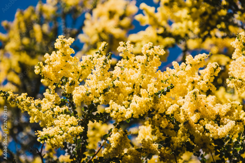 native Australian wattle tree in bloom with the typical round yellow flowers native Australian wattle tree in bloom with the typical round yellow flowers