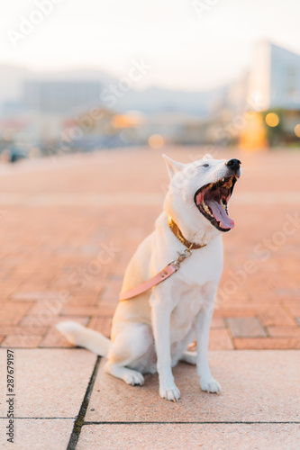 DOG