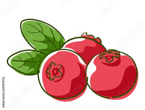 Cranberry Superfood Illustration