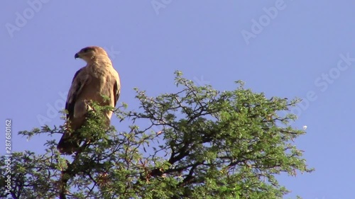 A pale morph adult tawny eagle oves and calls on top of a massive camel thorn tree in the Kgalagadi, part of the Kalahari on a hot summers day photo