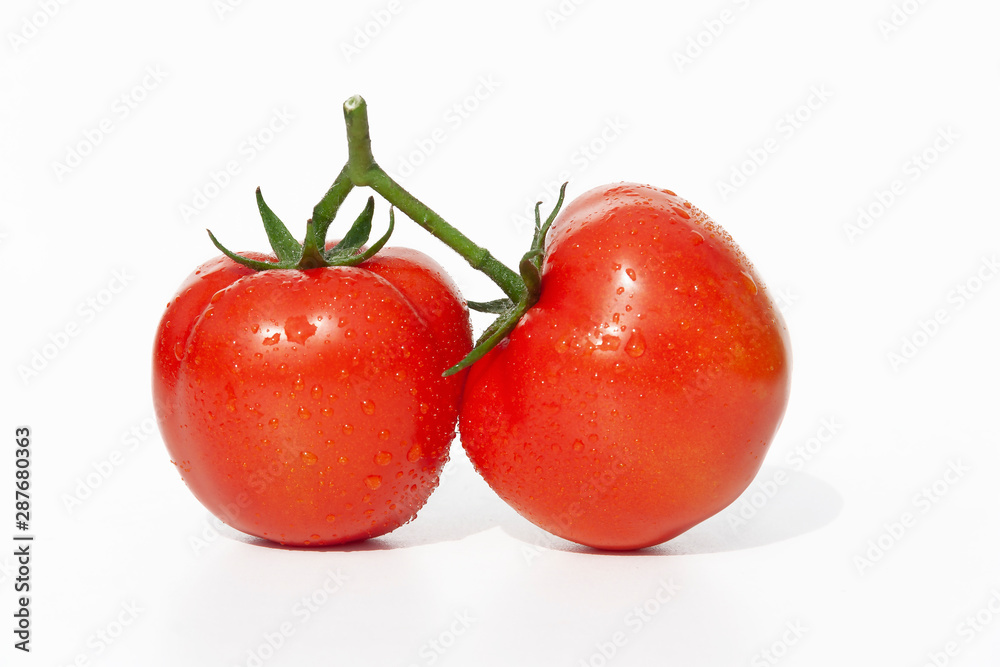 two tomatoes with drops of moisture on a twig on a white background two tomatoes with drops of moisture on a twig on a white background