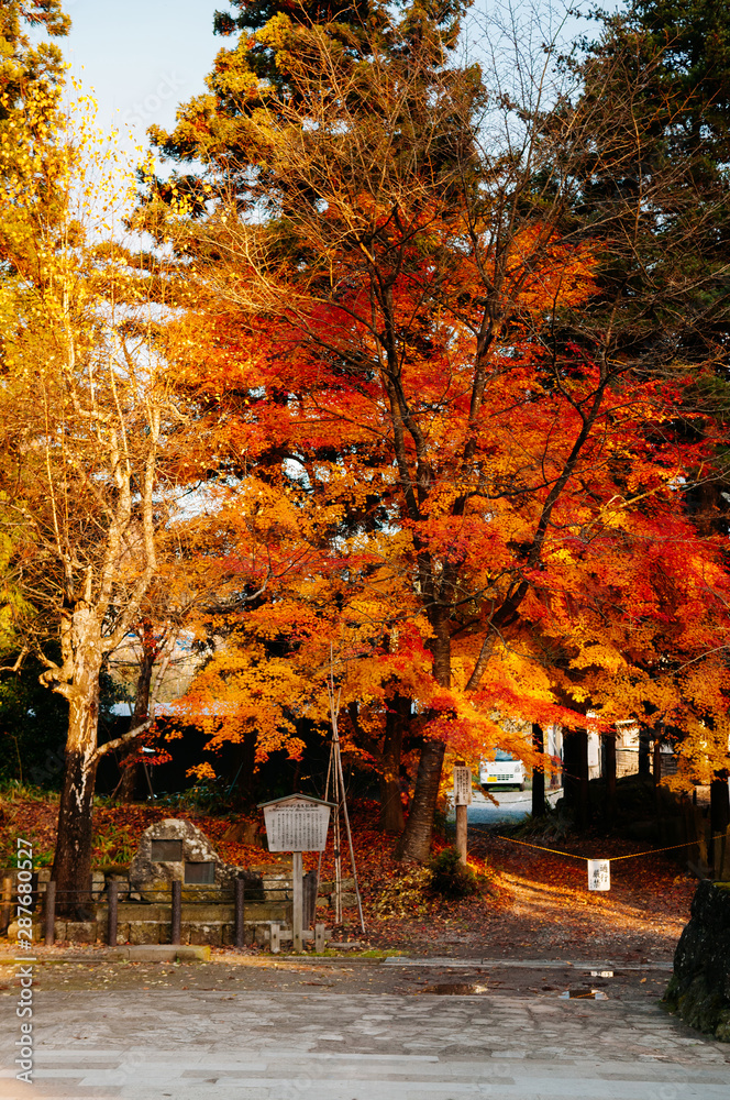 Beautiful vibrant colourful maple tree in autumn - Yamagata, Japan