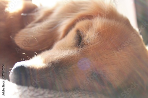 The senior dog is sleeping in the sunlight