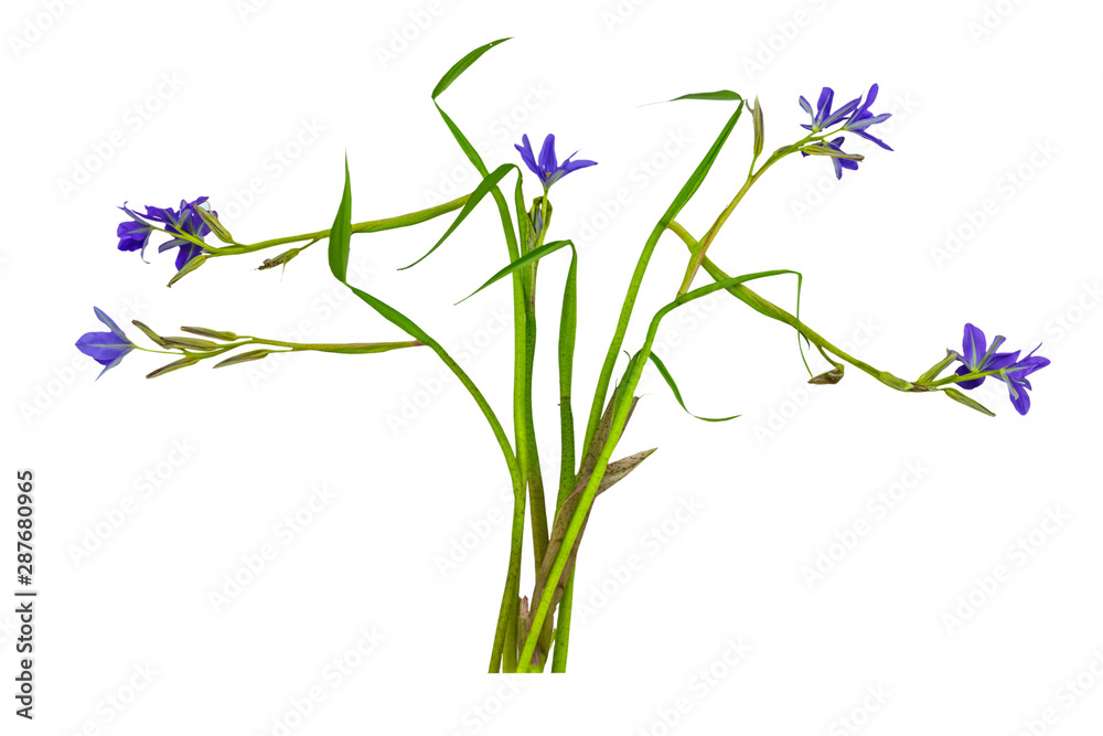 custom made wallpaper toronto digitalClose up violet flower Monochoria vaginalis (Burm.f.) isolated on white background.Saved with clipping path.