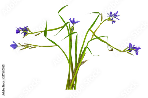 Close up violet flower Monochoria vaginalis  Burm.f.  isolated on white background.Saved with clipping path.