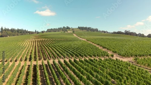 Wallpaper Mural Cinematic aerial footage of vineyards in Oregon's Willamette Valley. Torontodigital.ca