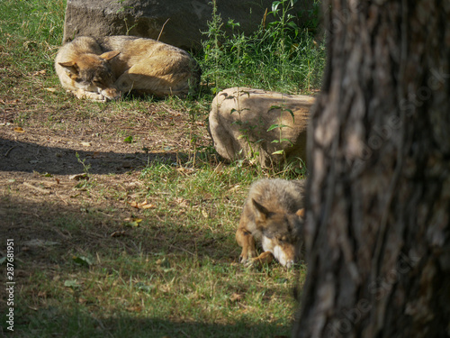 Closeup vie of couple wolfs relaxing in the forest green grass summer time close to the trees