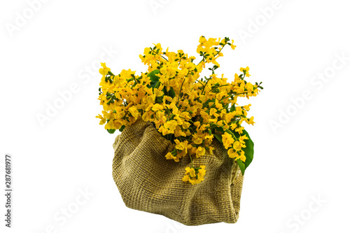Closed up yellow flower of Burmese Rosewood or Pterocarpus indicus Willd,Burma Padauk and green leaf in sack isolated on white background.Saved with clipping path.