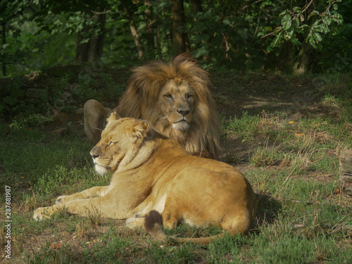 Scenic Close up portrait view couple of Lions relaxing
