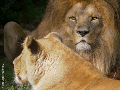 Scenic Close up portrait view couple of Lions relaxing