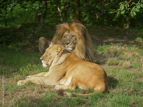 Scenic Close up portrait view couple of Lions relaxing