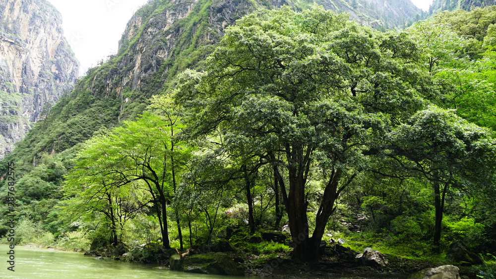 Obraz premium tree in the forest