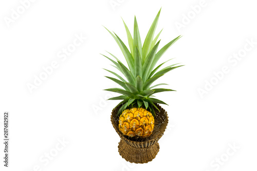 Close up yellow pineapple in basket bamboo isolated on white background.Saved with cliiping path. photo