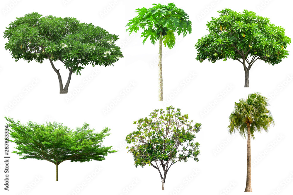 A trees on a white background