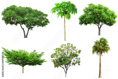 A trees on a white background