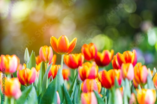 Colorful of orange  tulip in the garden and blurry flower background,selective focus with soft focus.