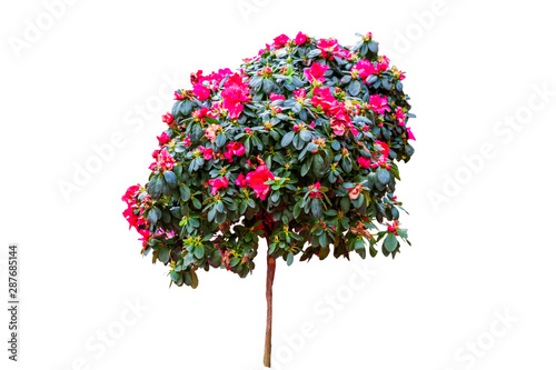 Beautiful pink Rhododendron flower isolated on white background.Saved with clipping path.